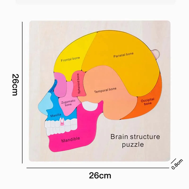 Montessori Body Puzzle