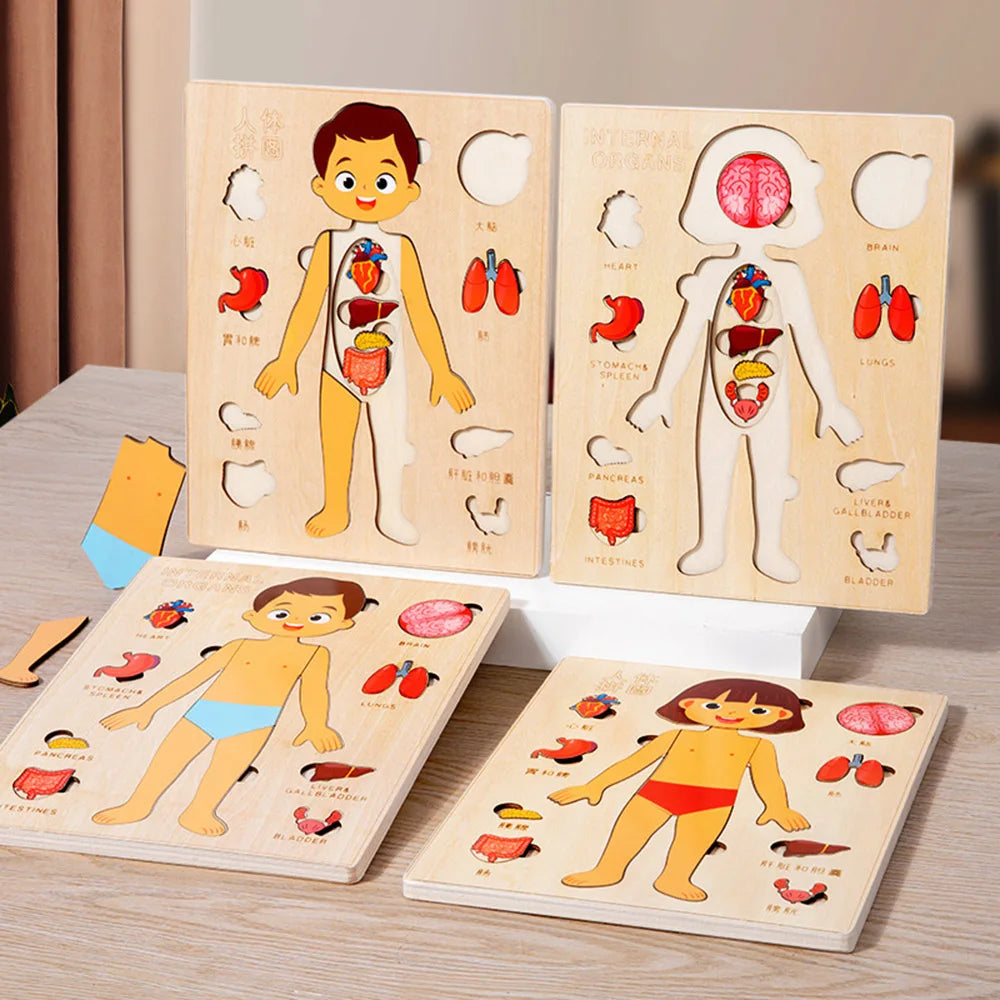 Montessori Body Puzzle